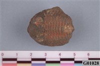 藏品(古生代化石)的圖片